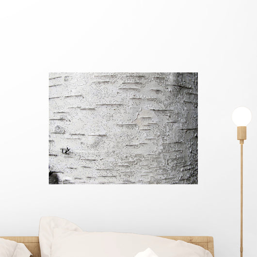 Birch bark - birch bark Wall Mural