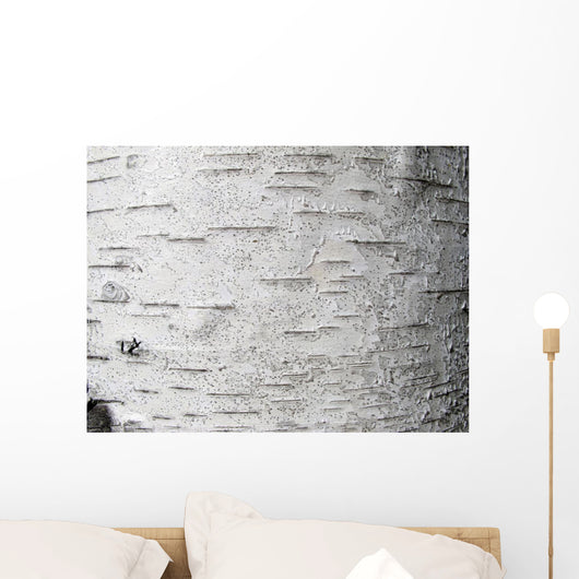Birch bark - birch bark Wall Mural