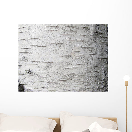 Birch bark - birch bark Wall Mural