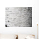 Birch bark - birch bark Wall Mural