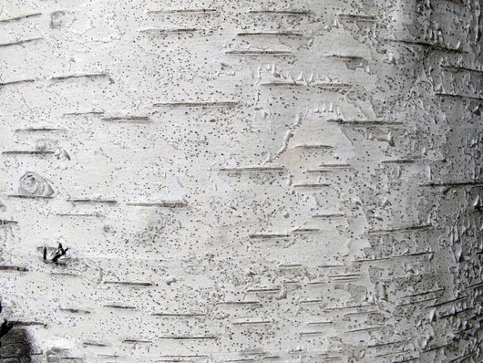 Birch bark - birch bark Wall Mural