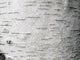 Birch bark - birch bark Wall Mural