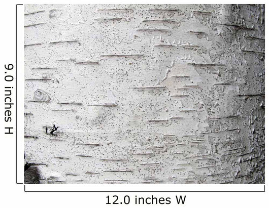 Birch bark - birch bark Wall Mural
