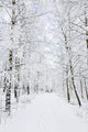 Winter footpaths Wall Mural