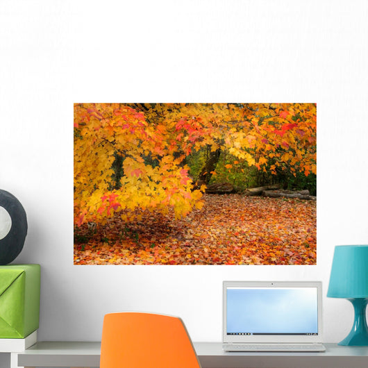 orange trees Wall Mural