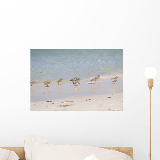 Flock Sandpipers Wall Mural