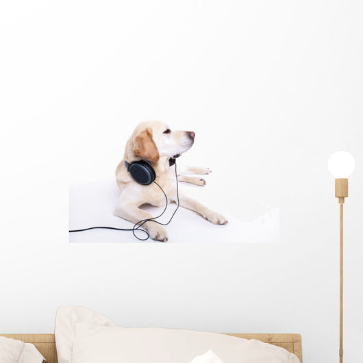 Labrador headset Wall Mural