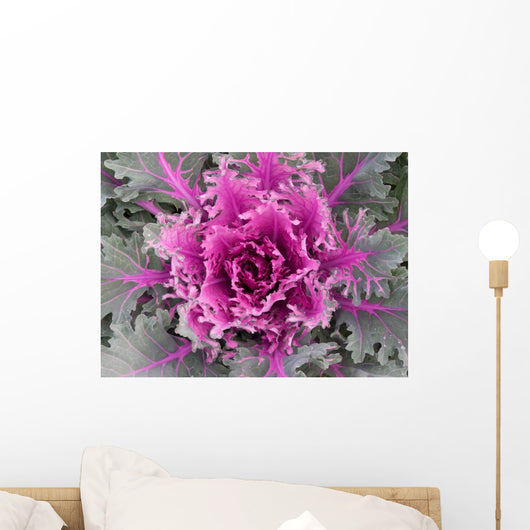 Multicoloured Decorative Cabbage or