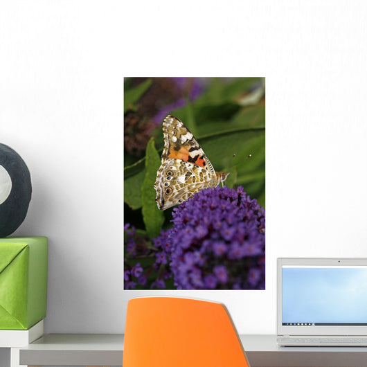 Distelfalter Vanessa Cardui Wall Mural