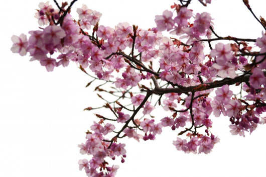 Cherry Blossoms Wall Decal