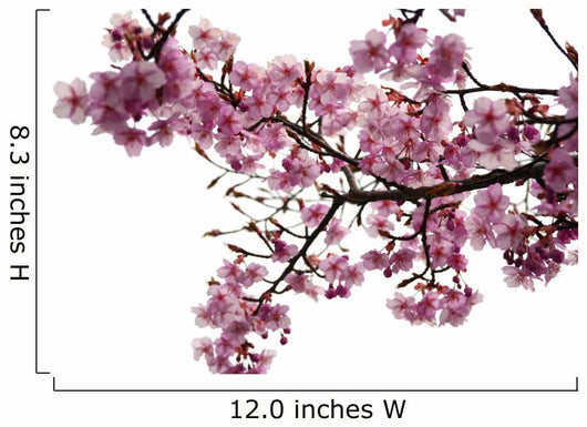 Cherry Blossoms Wall Decal
