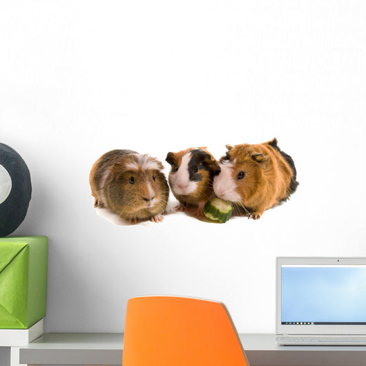 Beautiful Guinea Pigs Wall Decal