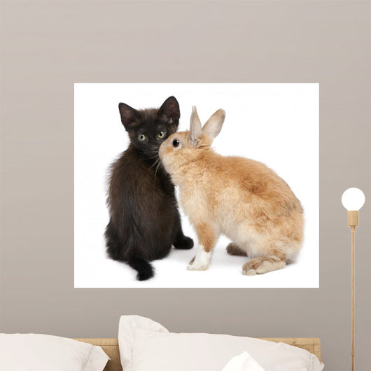 Black kitten playing with rabbit in front of white background Wall Decal