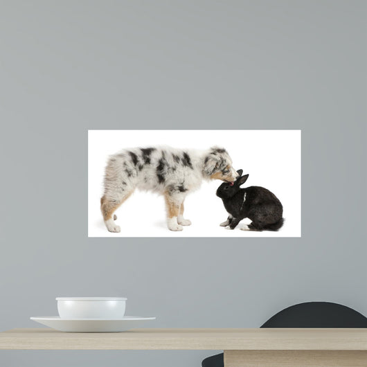 Australian Shepherd Puppy Looking