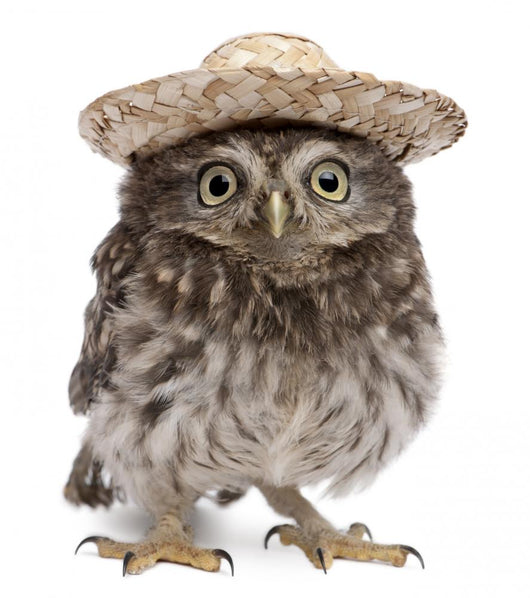 Young Sombrero Owl Wall Decal