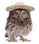Young Sombrero Owl Wall Decal