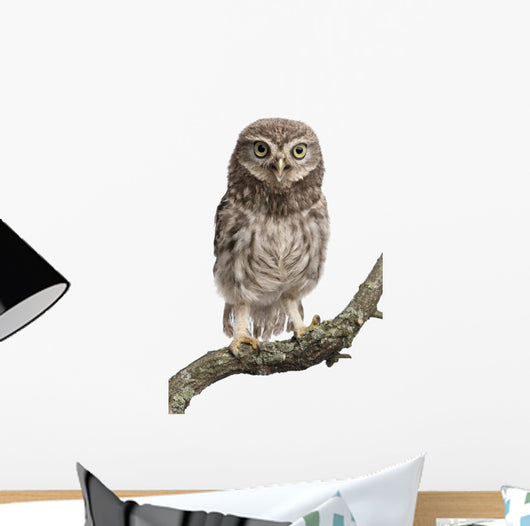 Young Owl Perching Branch Wall Decal Design 2