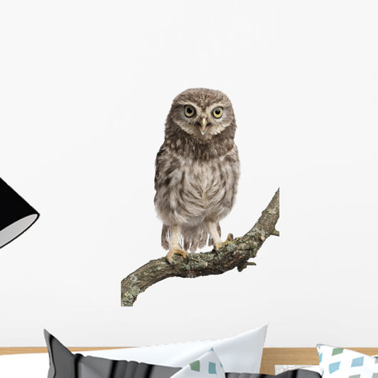 Young Owl Perching Branch Wall Decal Design 2