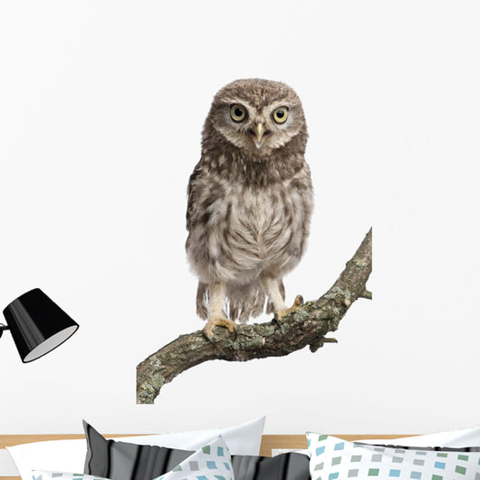 Young Owl Perching Branch Wall Decal Design 2