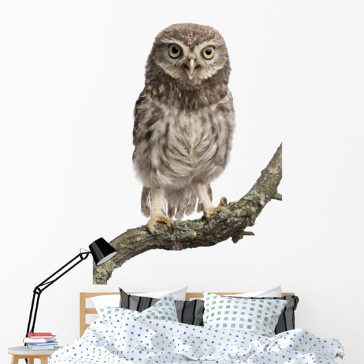 Young Owl Perching Branch Wall Decal Design 2