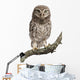 Young Owl Perching Branch Wall Decal Design 2