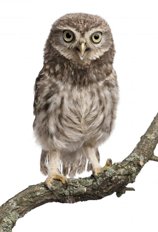 Young Owl Perching Branch Wall Decal Design 2