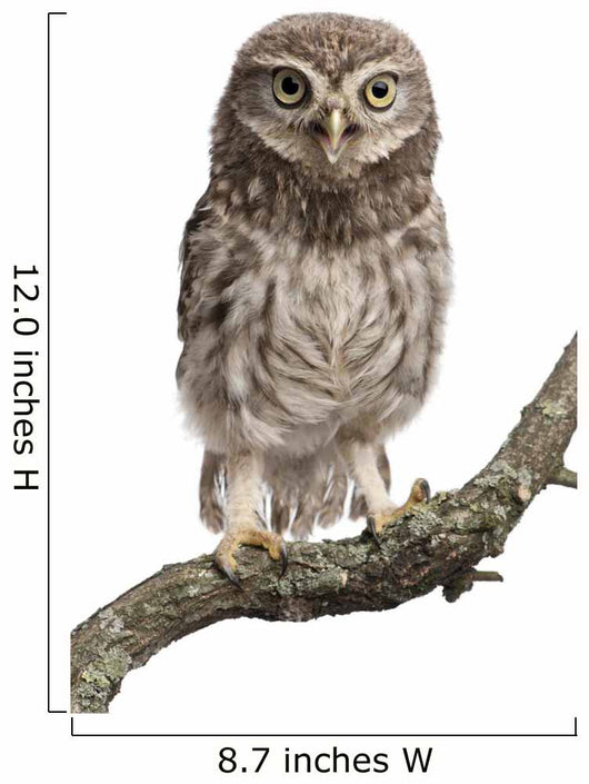Young Owl Perching Branch Wall Decal Design 2