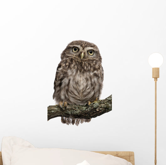 Young Owl Perching Branch Wall Decal Design 1