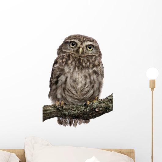 Young Owl Perching Branch Wall Decal Design 1