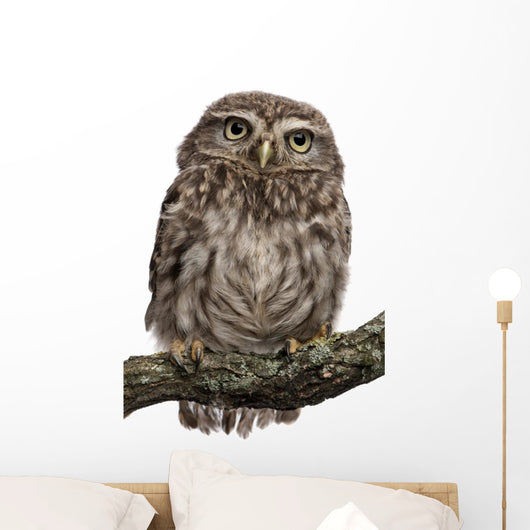 Young Owl Perching Branch Wall Decal Design 1