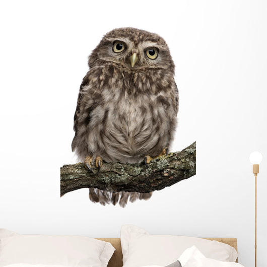 Young Owl Perching Branch Wall Decal Design 1
