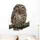 Young Owl Perching Branch Wall Decal Design 1