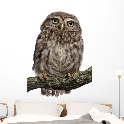 Young Owl Perching Branch Wall Decal Design 1