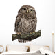 Young Owl Perching Branch Wall Decal Design 1