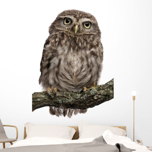Young Owl Perching Branch Wall Decal Design 1