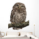 Young Owl Perching Branch Wall Decal Design 1