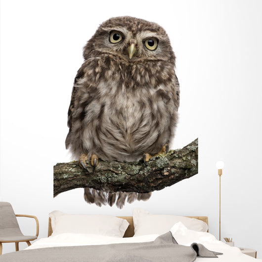 Young Owl Perching Branch Wall Decal Design 1