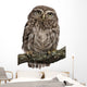Young Owl Perching Branch Wall Decal Design 1
