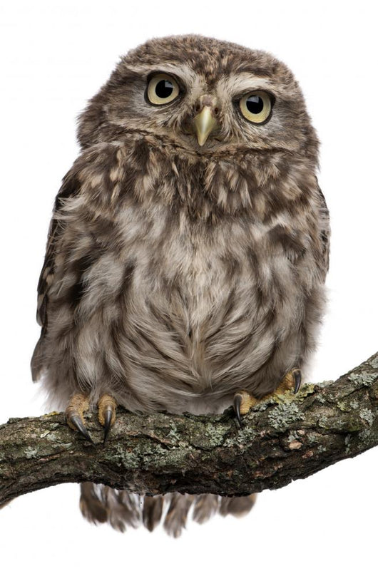 Young Owl Perching Branch Wall Decal Design 1