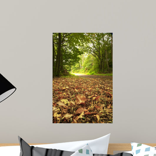 Beautiful Autumn Forest Scene