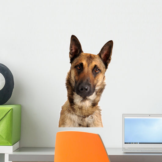 berger belge malinois Wall Decal