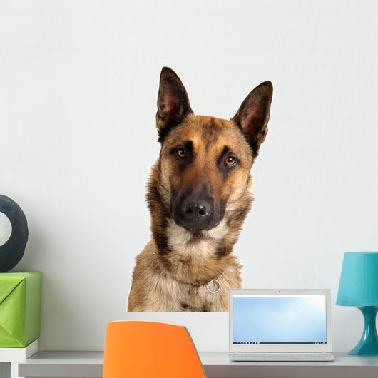 berger belge malinois Wall Decal