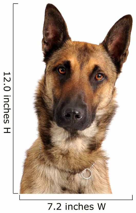 berger belge malinois Wall Decal