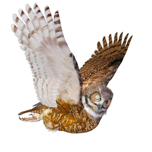 Owl Casual Flying Wall Decal