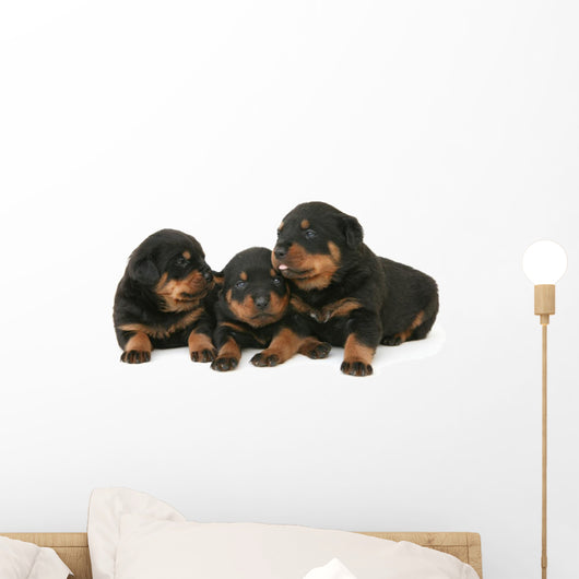 Baby Rottweilers Wall Decal