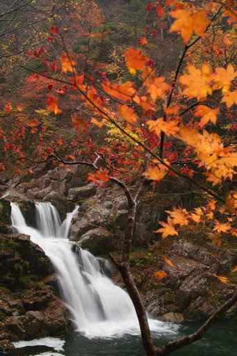 Autumn Leaves and Falls Wall Decal
