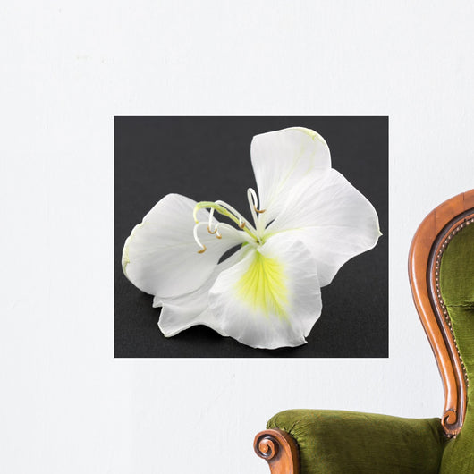 Fleur Blanche Bauhinia Larbre