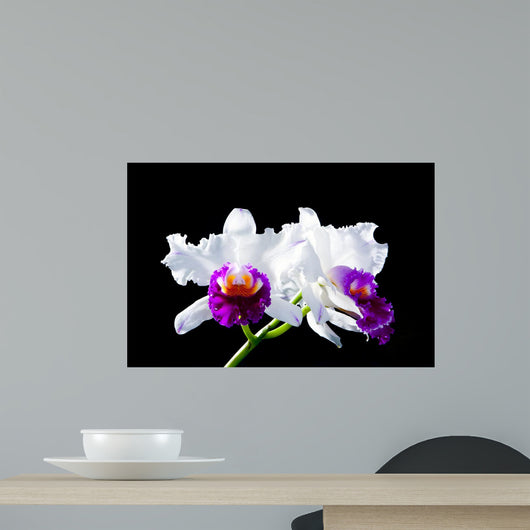Cattleya Wall Mural