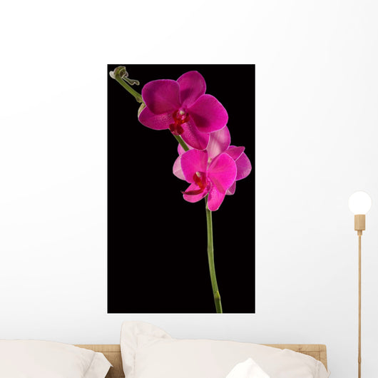 pink orchid Wall Mural
