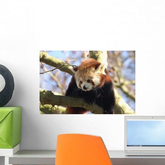 Red Panda